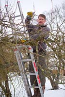 Man cutting back dead and decaying branches and twigs of apple tree in winter