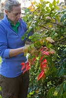 Mahonia x media. Cutting off the top rosette of leaves from leggy stems after flowering to encourage bushier growth.
