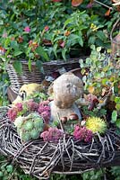 Stone bust and rustic wreath planted with Sempervivum and Sedum