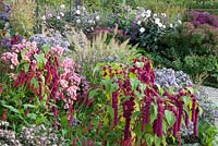 Autumn border with Dahlia 'Melody Harmony', Amaranthus 'Dreadlocks', Calamagostis brachytricha and Aster