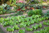Vegetable garden with Swiss chard, bush beans, carrots, endive and strawberries