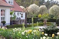 Garden planted with Tulipa 'Maja', Tulipa 'Verona', Tulipa 'Francoise', Tulipa 'Ivory Floradale', Fritillaria persica 'Ivory Bells' and Prunus fruticosa 'Globosa'
