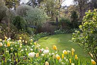 Garden with planting of Tulipa 'West Point', Tulipa 'Verona', Tulipa 'Flaming Coquette', Tulipa 'City of Vancouver', Narcissus 'Lemon Drops' and Pyrus salicifolia 'Pendula'