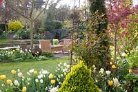 Garden with planting of Tulipa 'West Point', Tulipa 'Verona', Tulipa 'Flaming Coquette', Tulipa 'City of Vancouver' and Narcissus 'Lemon Drops'
