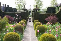 Formal garden with Tulipa 'Pink Impression', Tulipa 'Pink Diamond', Tulipa 'Rosalie', Tulipa 'Violet Beauty' and Narcissus 'Bellsong'