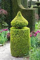 Topiary in garden shaped from Buxus sempervirens with Tulipa 'Blue Diamond'