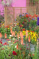 Modern garden with screens. Planting includes Coreopsis 'Early Sunrise', Delphinium 'King Arthur', Crocosmia 'Lucifer', Zinnia elegans 'Dreamland', Clematis durandii and Lychnis coronaria