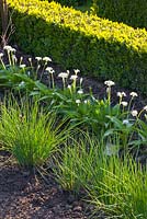 Chives and wild garlic in vegetable bed