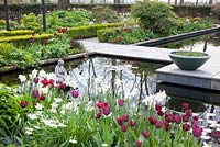Modern garden in Spring with planting of Tulipa 'Ronaldo' and Tulipa 'Negrita'