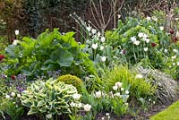 Spring border with Tulipa 'White Triumphator', Buxus, Pulmonaria and Crambe cordifolia