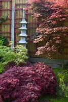 Acer 'Garnet', 'Shindeshojo' and 'Koto no ito' with Royal Fern and Painted Lady Fern in a small and compact Japanese style garden, May