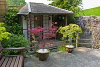 Acer 'Shirazz' and 'Filligree' and Tea House in a small, compact, Japanese style garden, May