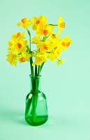 Narcissus - Multi-headed daffodils in small glass vase on green background