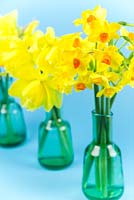 Narcissus - Multi-headed daffodils in small glass vases on blue background