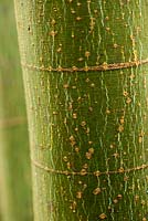 Acer oliverianum syn serrulatum - Sir Harold Hillier Gardens, Ampfield, Romsey, Hants, UK