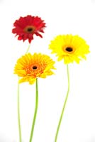 Gerberas against a white background