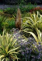 Christopher Holliday's garden, Grange Over Sands. with Phormium and Eryngium surrounding driftwood sculpture