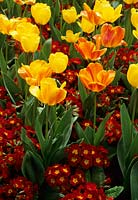 Tulipa Beauty of Appledorn' - yellow and  Tulipa 'Mrs J T Scheepers' - Orange and red with Primula 