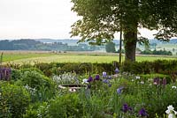 Sheltered by a lime tree and box hedge, planting of Delphinium, Lupinus and Papaver, cows grazing in background - Hollberg Gardens 
