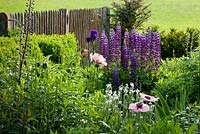 Mixed border of Buxus, Lupinus, Papaver orientale and Veronica gentianoides - Hollberg Gardens 