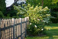Wooden fence and Paeonia lactiflora 'Bu Te', Cornus kousa 'Milky Way' and Viburnum