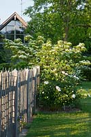 Wooden fence and Paeonia lactiflora 'Bu Te', Cornus kousa 'Milky Way' and Viburnum
