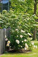 Wooden fence and Paeonia lactiflora 'Bu Te', Cornus kousa 'Milky Way' and Viburnum 