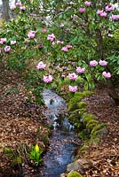 Rhododendron and Lysichiton americanus near stream