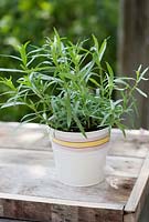 Artemisia dracunculus - French tarragon 