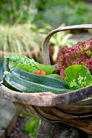 Courgettes and lettuces in wooden trug - Willow Cottage, Essex