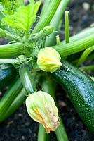 Courgettes - Willow Cottage, Essex