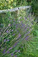 Purple perennial - Willow Cottage, Essex