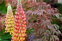 Lupin with Acer 'Shirazz' 