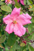 Rosa x odorata 'Mutabilis' AGM syn. Rosa chinensis 'Mutabilis', Rosa 'Tipo Ideale'