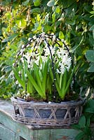 Hyacinths forced in a shallow container placed within a woven basket under a framework of pussy willow