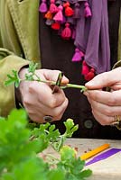 Taking Pelargonium cuttings - Trimming to correct length