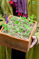 Pelargonium cuttings in a square pot