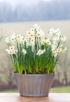 Narcissus 'Cragford' in a zinc container