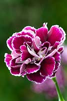 Dianthus 'Minerva' - Perpetual flowering carnation