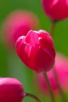 Tulipa humilis 'Violacea Black Base'