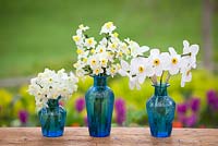 Narcissus collections in blue vases - Narcissus 'Silver Chimes', N. 'Avalanche' and N. 'Actaea'