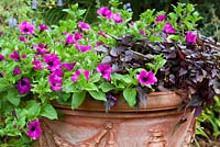 Petunia 'Purple Velvet' with Ipomoea 'Sweetheart Purple' in a terracotta pot