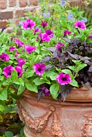 Petunia 'Purple Velvet' with Ipomoea 'Sweetheart Purple' in a terracotta pot