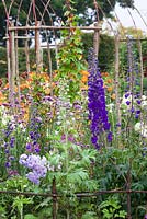 Delphinium 'Best Blues' with Cleome, Verbena bonariensis, Stipa gigantea and Ipomoea lobata syn. Mina lobata in the cutting garden at Perch Hill