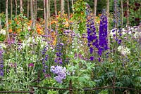 Delphinium 'Best Blues' with Cleome, Verbena bonariensis, Stipa gigantea and Ipomoea lobata syn. Mina lobata in the cutting garden at Perch Hill