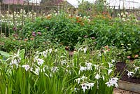 The cutting garden at Perch Hill in autumn with Gladiolus callianthus syn. Acidanthera bicolor var murielae in the foreground