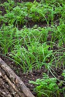 Companion planting of carrots and spring onions