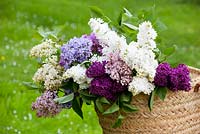 Lilacs in a basket - Syringa vulgaris 'Ogni Moskvy', 'Firmament', 'Lucie Baltet', Madame Lemoine', 'Primrose', 'Maud Notcutt' and 'Esther Staley'