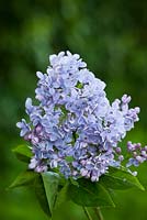 Syringa vulgaris 'Firmament' AGM - Lilac