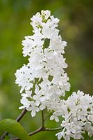 Syringa vulgaris 'Maud Notcutt' - Lilac